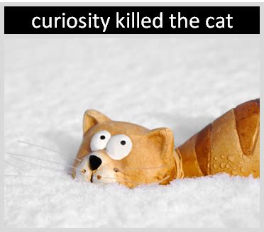 what killed the cat word hike|The saying 'Curiosity killed the cat' .